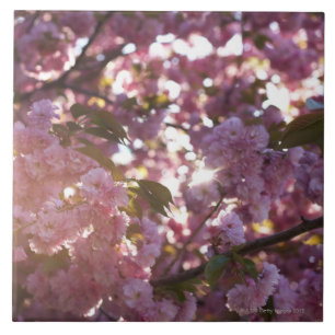 Carreau printemps en parc Brooklyn NY de perspective