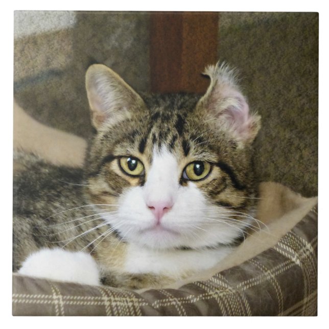 Carreau Pris (Devant)