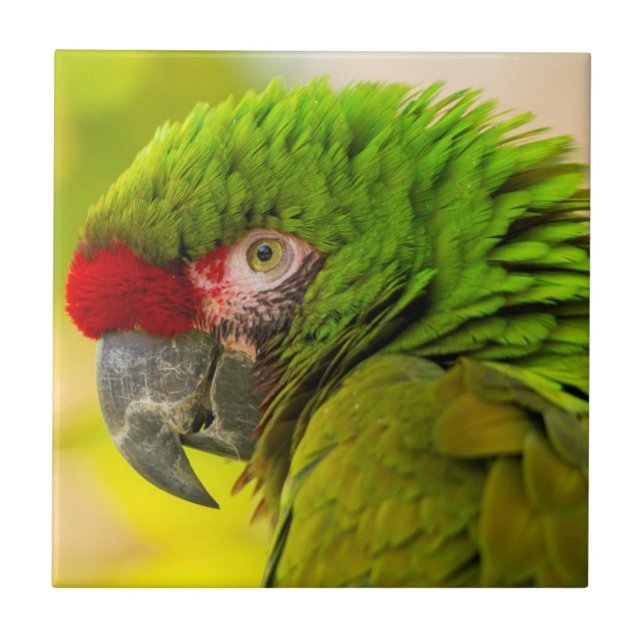 Carreau Profil d'ara au zoo de Santa Barbara (Devant)
