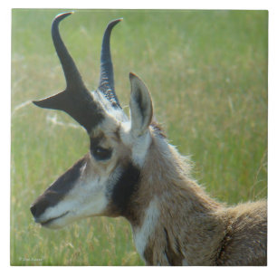 Carreau Profil de tête de grand buck d'antilope pronghorn