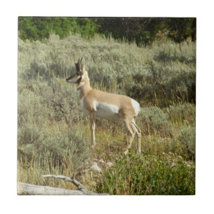 Carreau Pronghorn au Parc national de Grand Teton
