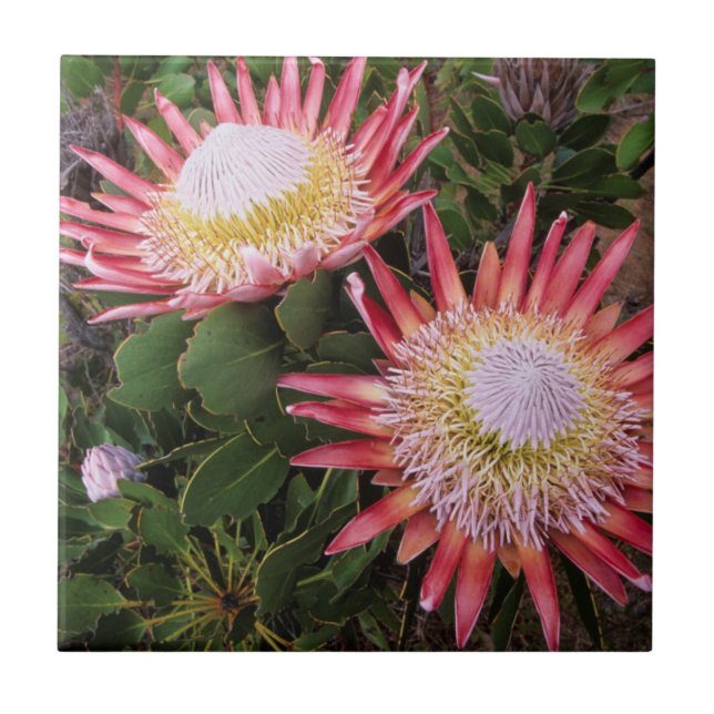 Carreau Protéa roi (Protea Cynaroides), Helderberg (Devant)