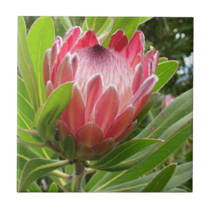 Carreau Protea rouge