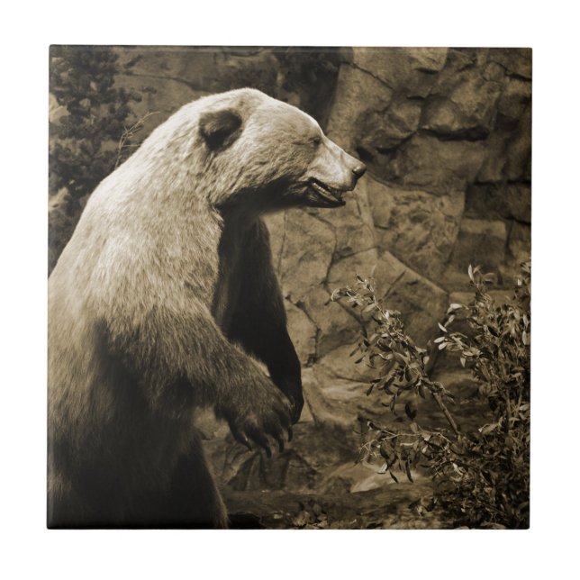 Carreau Proud Bear (Devant)