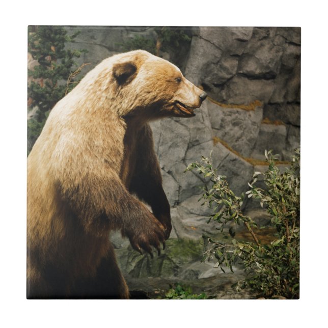 Carreau Proud Bear (Devant)
