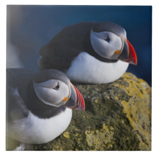 Carreau Puffin atlantique (Fratercula arctica) 7