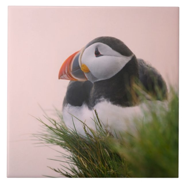 Carreau Puffin de l'Atlantique (Fratercula arctica) (Devant)