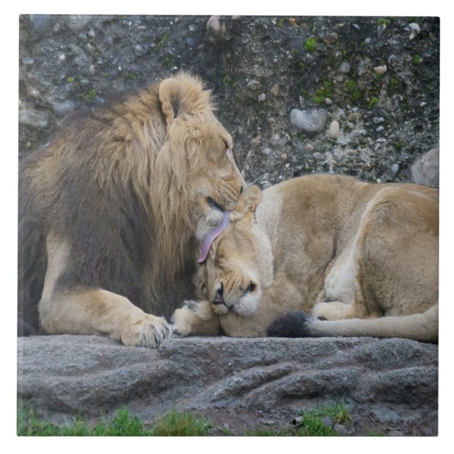 Carreau Puissant amour Lion (Devant)