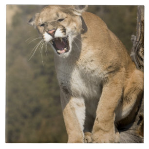Carreau Puma ou lion de montagne, puma concolor, en captiv