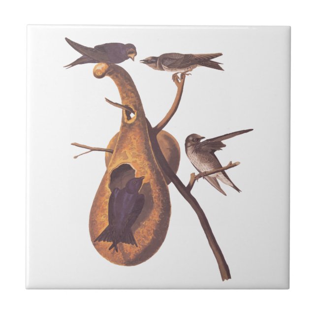 Carreau Purple Martin Audubon Bird Famille et Gourd Accuei (Devant)