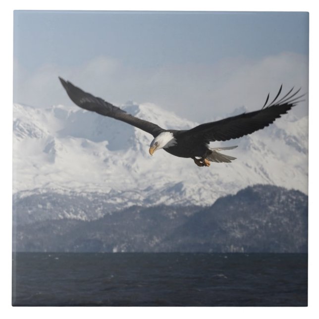 Carreau Pygargue à tête blanche en vol, Haliaeetus leucoce (Devant)