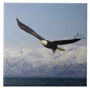 Carreau Pygargue à tête blanche en vol, Haliaeetus leucoce