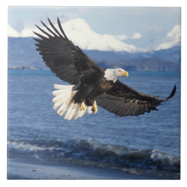 Carreau pygargue à tête blanche, Haliaeetus leuccocephalus (Devant)