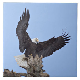Carreau Pygargue à tête blanche (Haliaeetus leucocephalus)