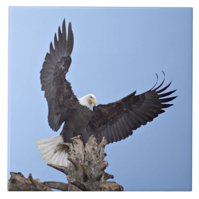Carreau Pygargue à tête blanche (Haliaeetus leucocephalus) (Devant)