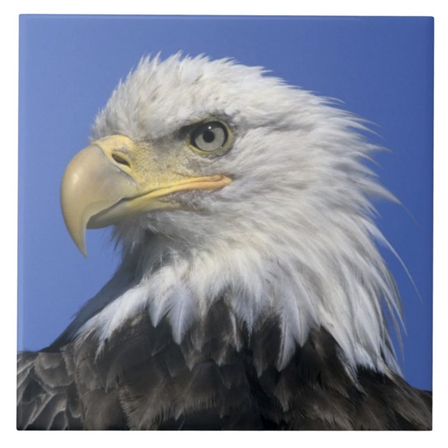 Carreau Pygargue à tête blanche, (Haliaeetus leucocephalus (Devant)