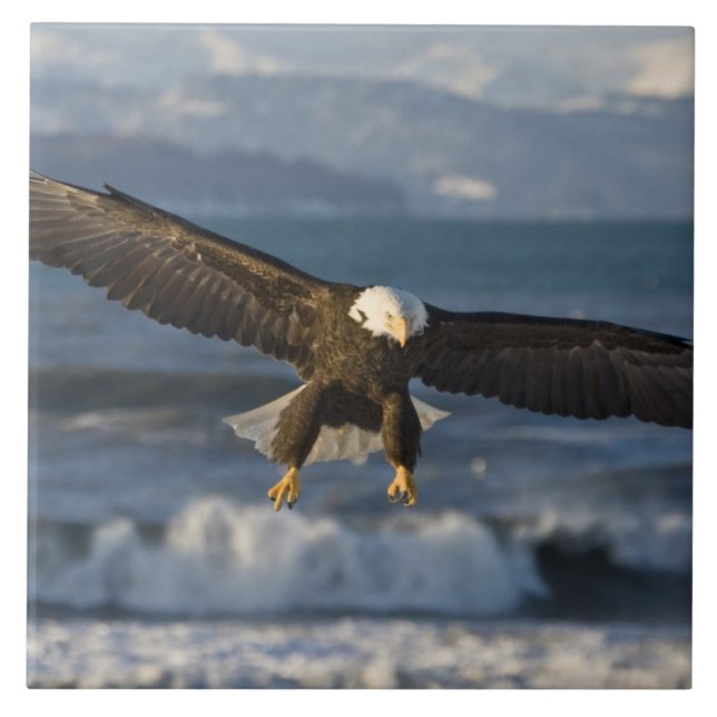 Carreau Pygargue à tête blanche, Haliaeetus leucocephalus, (Devant)
