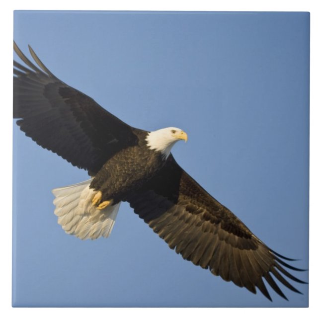 Carreau Pygargue à tête blanche, Haliaeetus leucocephalus, (Devant)