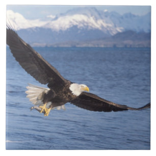 Carreau pygargue à tête blanche, Haliaeetus leucocephalus,