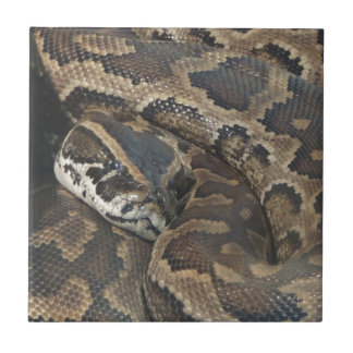 Carreau Python birman