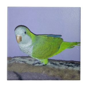Carreau Quaker Parrot