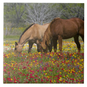 Carreau Quarter Horse dans un champ de fleurs sauvages prè