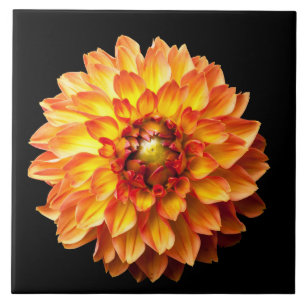 Carreau Quatre fleurs Queens Dahlia