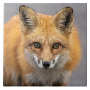 Carreau Quels grands yeux avez-vous