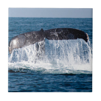 Carreau Queue de baleine