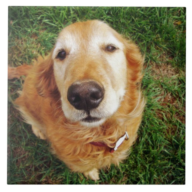 Carreau Qui est un bon garçon ? (Devant)