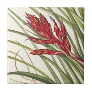 Carreau Quill-Leaf Tillandsia par Mary Vaux Walcott