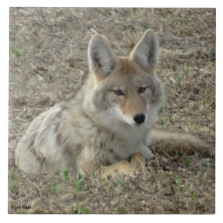 Carreau R22 Coyote Couché