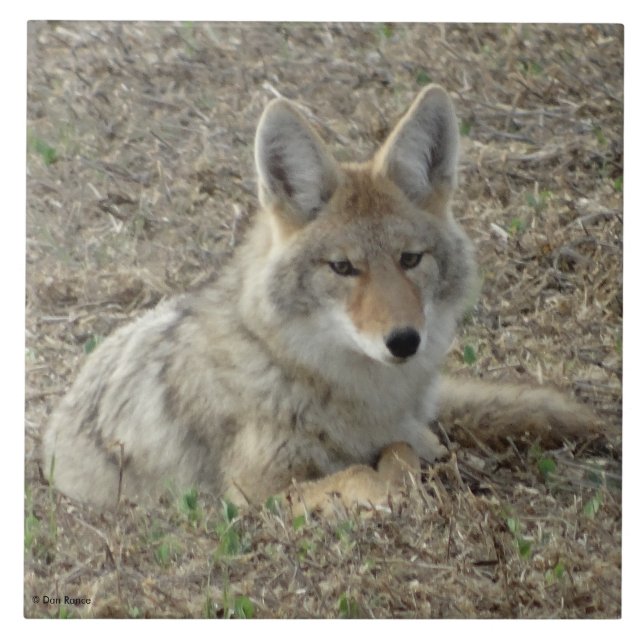 Carreau R22 Coyote Laying (Devant)