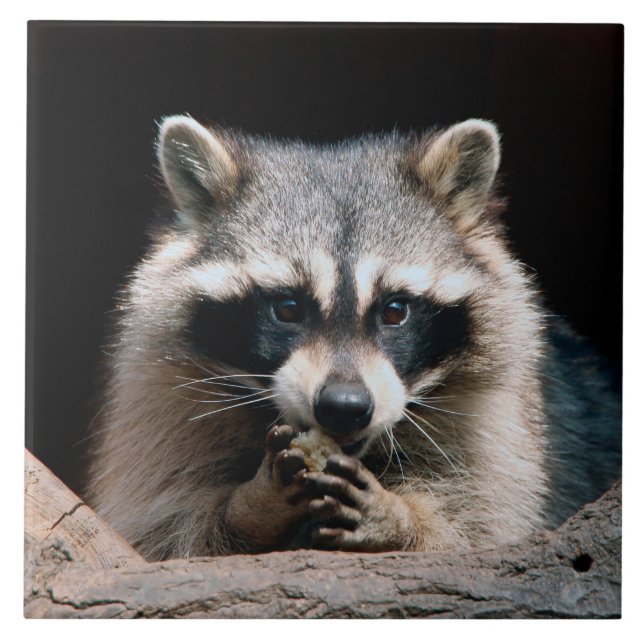 Carreau Raccoon 004 (Devant)