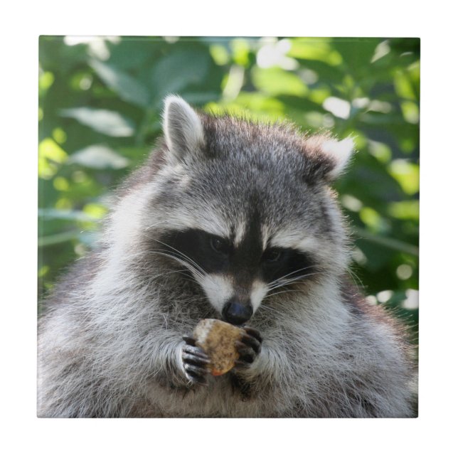 Carreau Raccoon 004 (Devant)