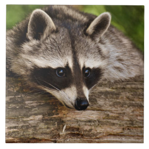 Carreau Raccoon mignon reposant sur un journal