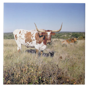 Carreau Race du Texas Longhorn (photo)
