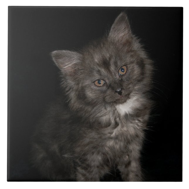 Carreau Ragdoll kitten ragdoll chat visage noir blanc chat (Devant)