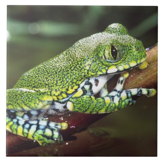 Carreau Rainette à gros yeux, Leptopelis vermiculatus, (Devant)