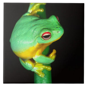 Carreau Rainette à yeux rouges d'Australie, Litoria chlori