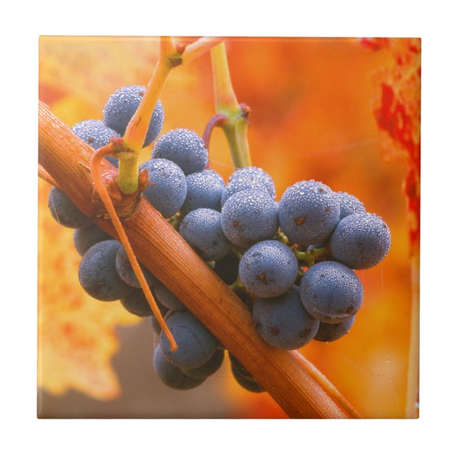 Carreau Raisin de vigne dans le vignoble (Devant)
