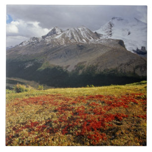 Carreau Raisin d'ours au début de l'automne Athabasca Peak