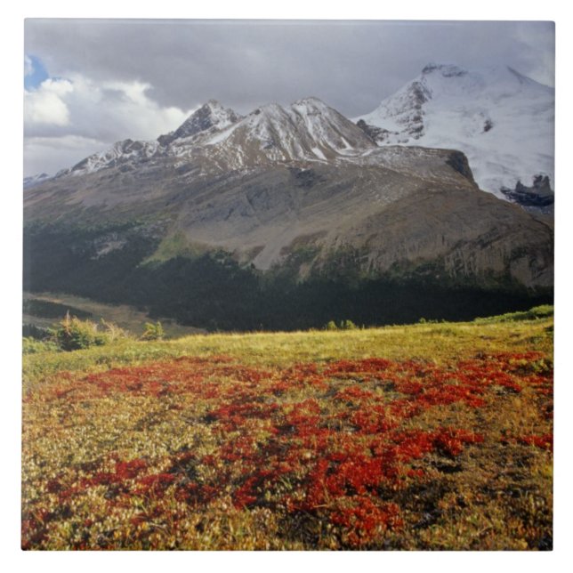 Carreau Raisin d'ours au début de l'automne Athabasca Peak (Devant)