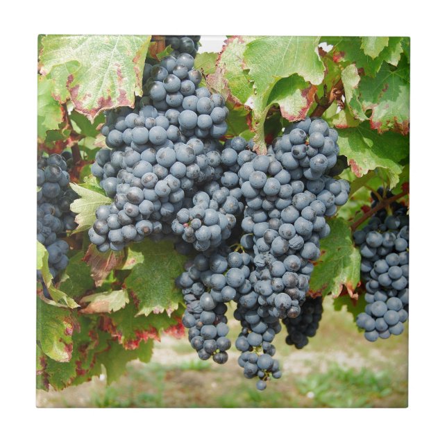 Carreau Raisins de vin français (Devant)