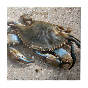 Carreau Rampement de crabe bleu