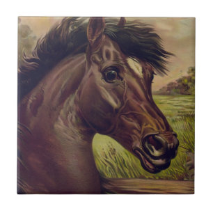 Carreau ranch de chevaux de ferme randonnée sports équestr