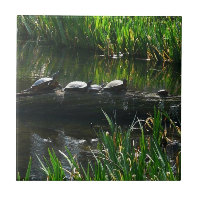 Carreau Rangée de tortues Green Nature Photo (Devant)