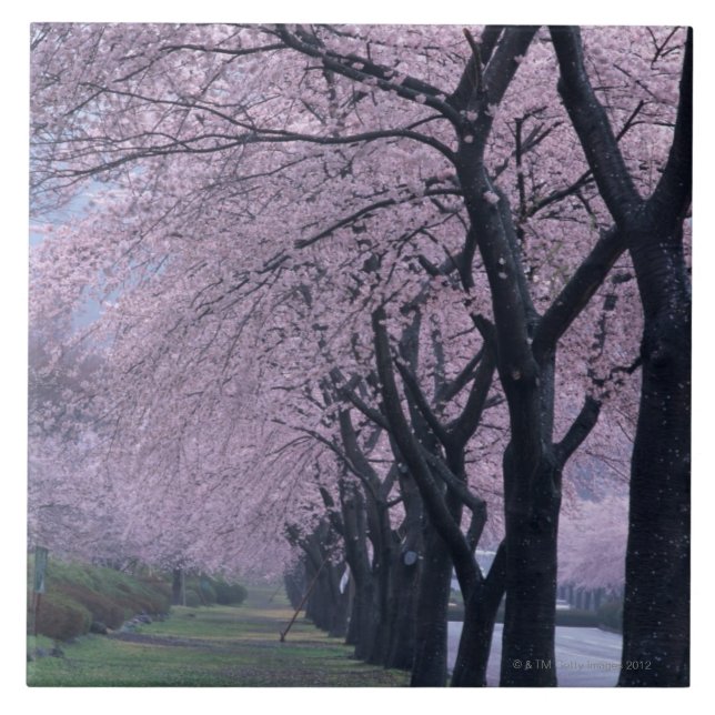 Carreau Rangée des arbres de cherryblossom (Devant)