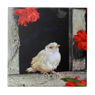 Carreau RARE albino bird