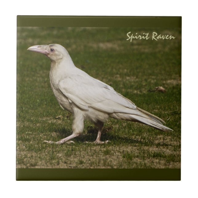 Carreau Rare White Raven Faune Photographie (Devant)
